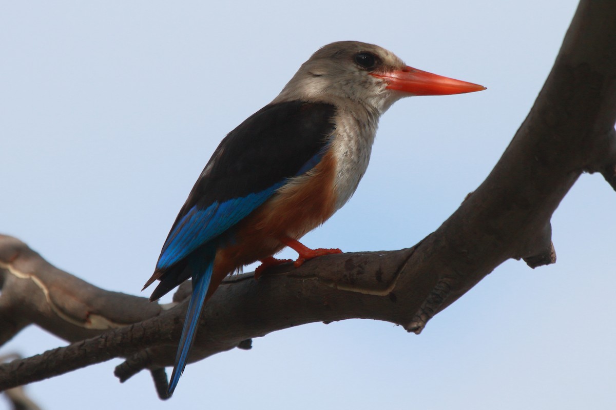 Gray-headed Kingfisher - ML644126950