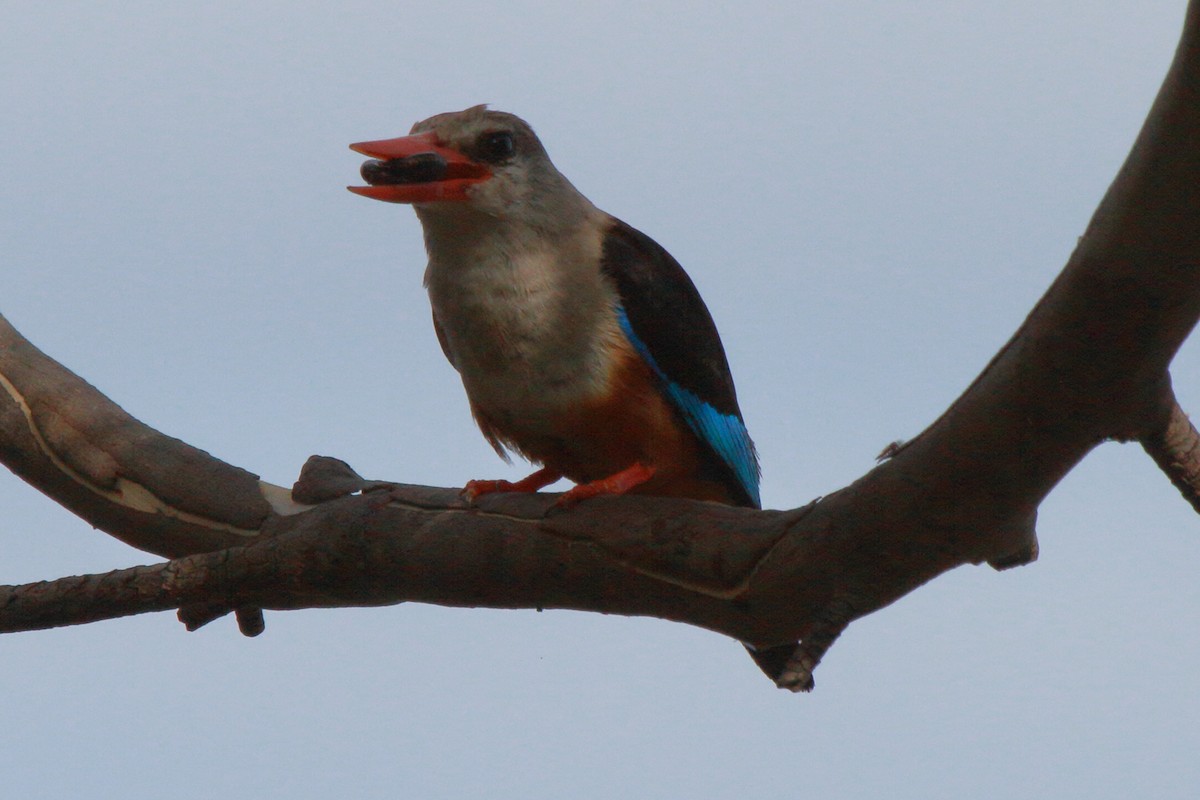 Gray-headed Kingfisher - ML644126951