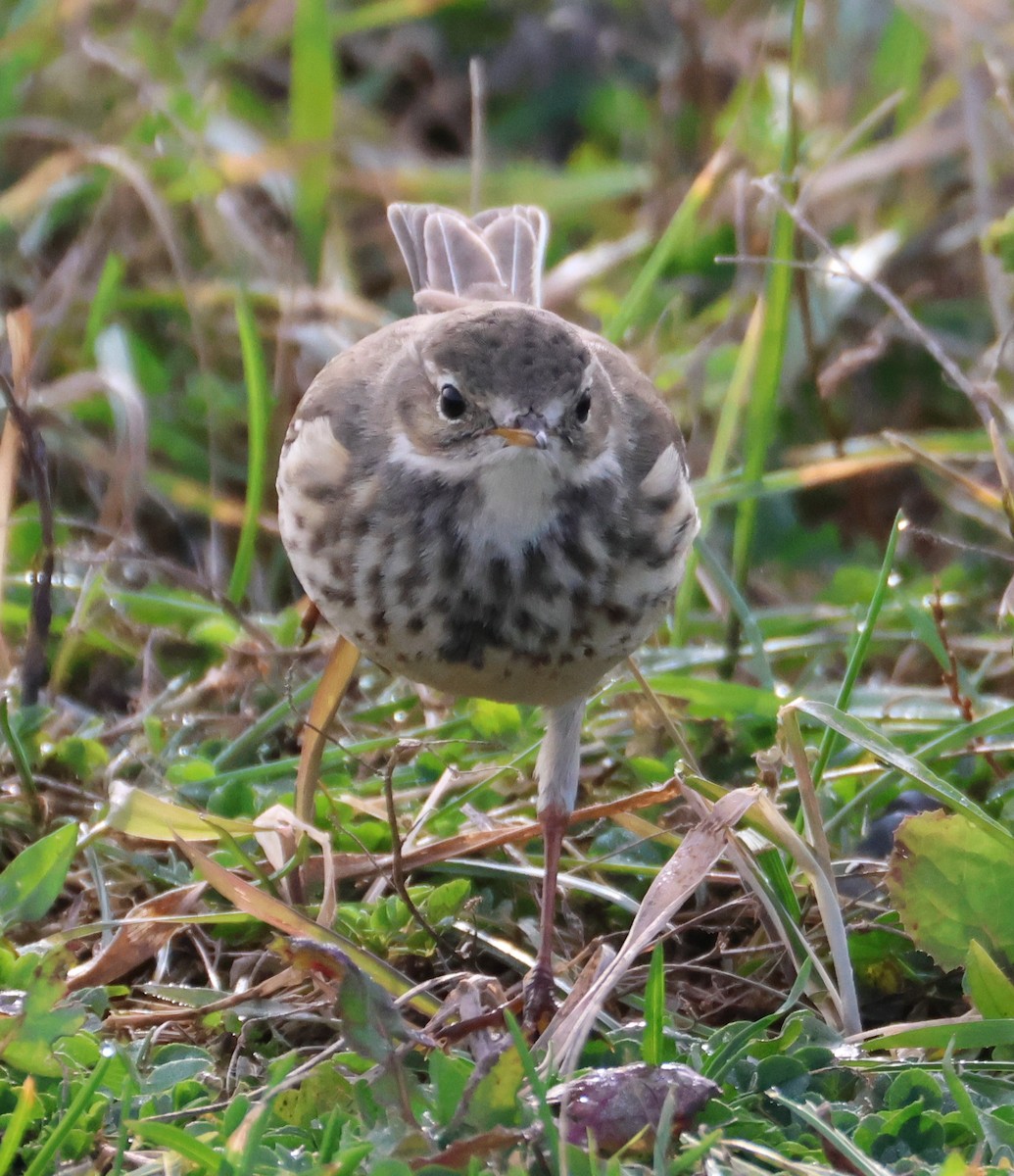 American Pipit - ML644126952