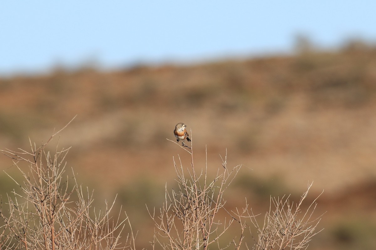 Chestnut-breasted Whiteface - ML644126953