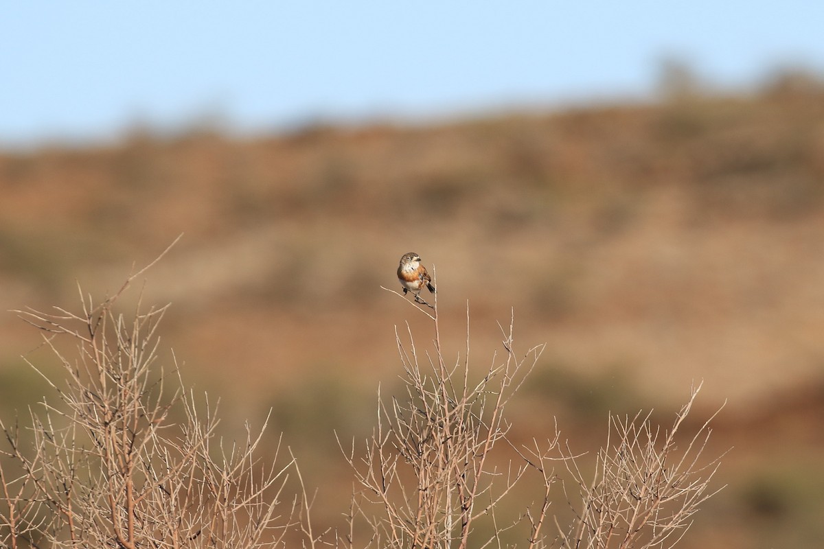 Chestnut-breasted Whiteface - ML644126954