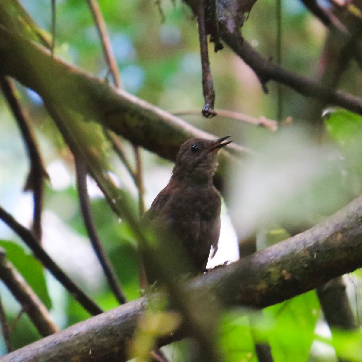 Nightingale Wren - ML644126957