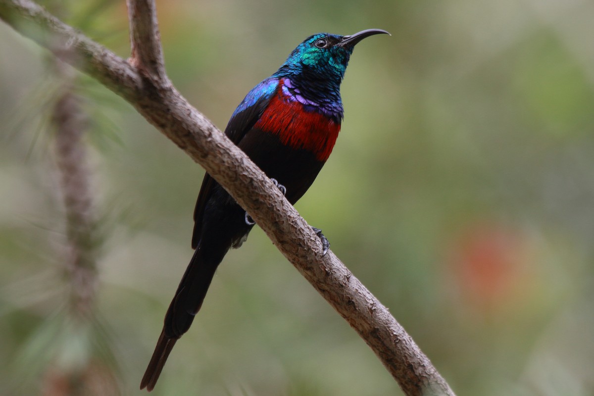 Red-chested Sunbird - ML644126968