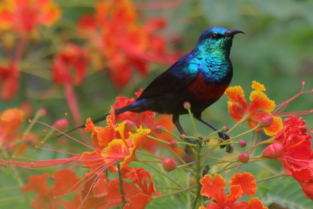 Red-chested Sunbird - ML644126969
