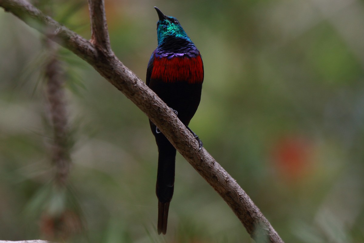 Red-chested Sunbird - ML644126970