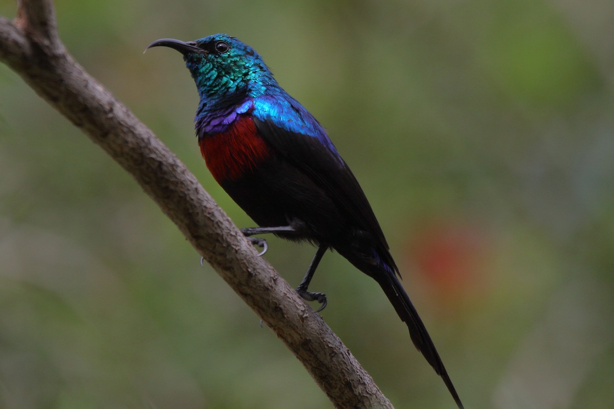 Red-chested Sunbird - ML644126971
