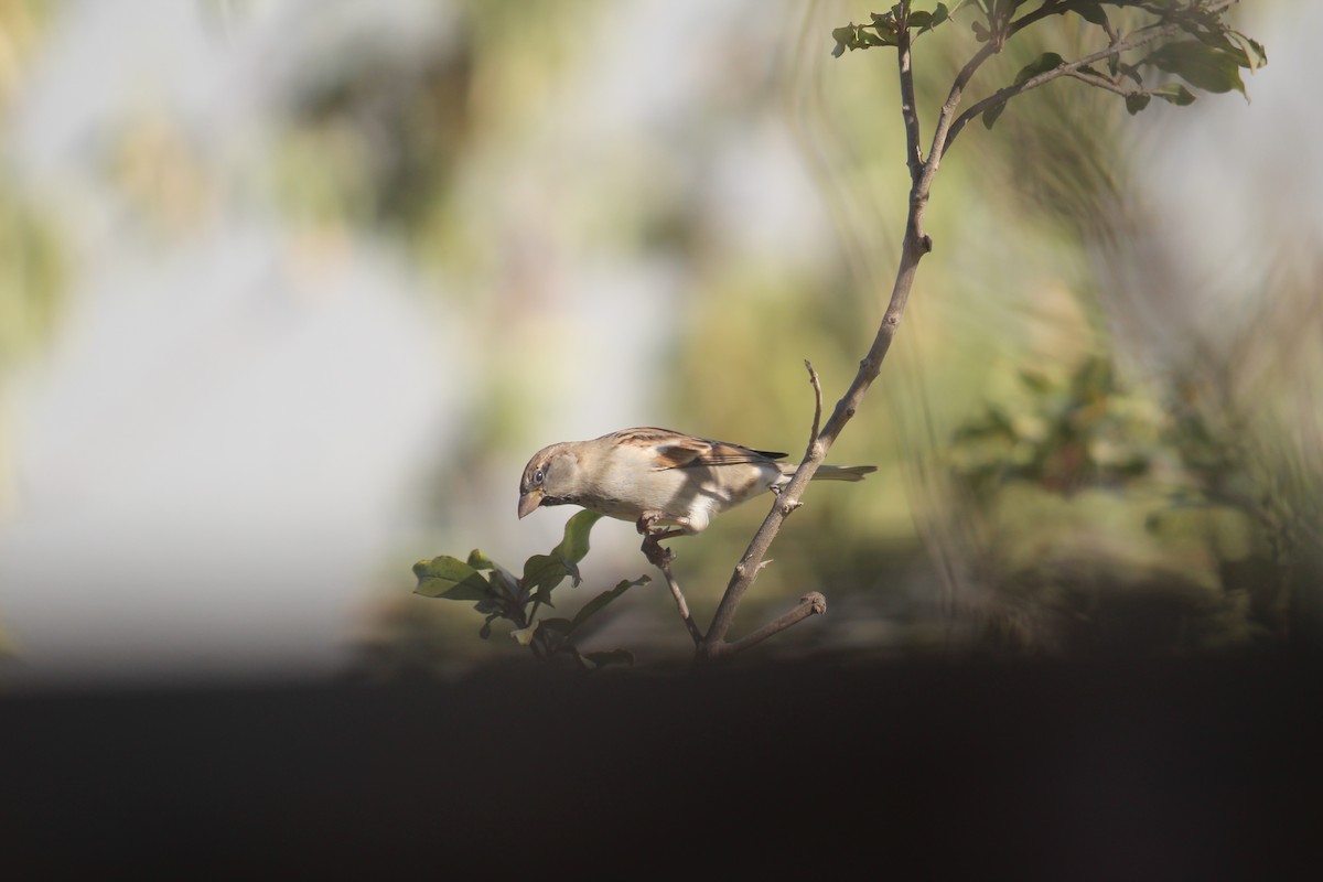 House Sparrow - ML644126974