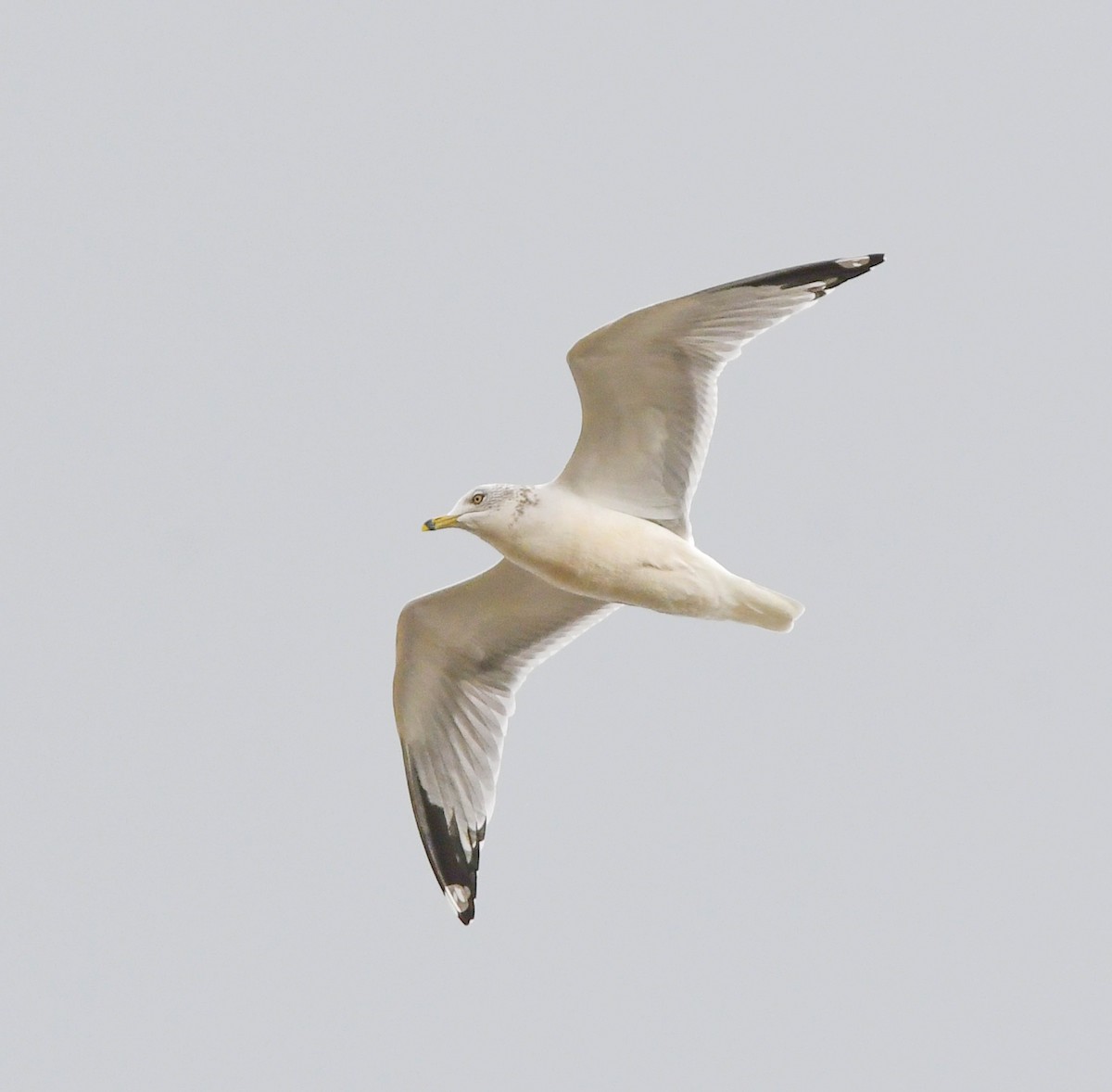 Ring-billed Gull - ML644126985