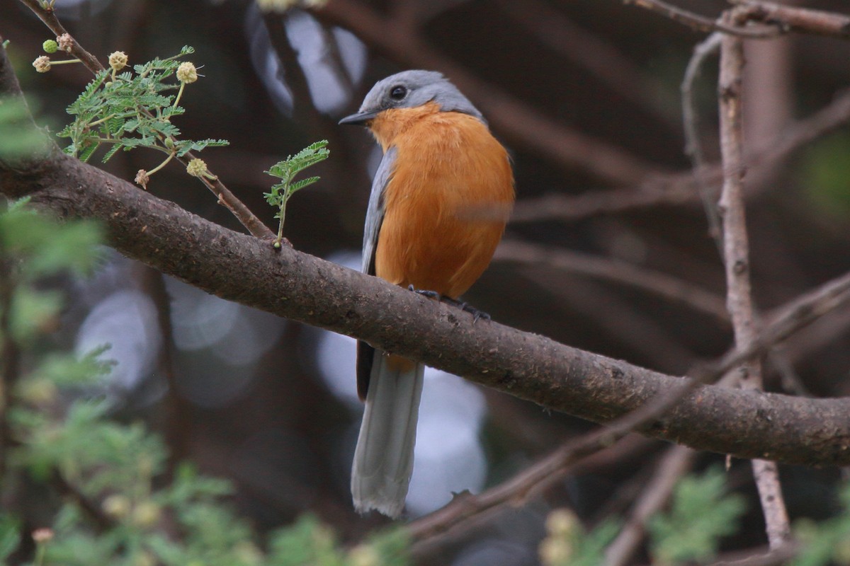 Silverbird - ML644126988