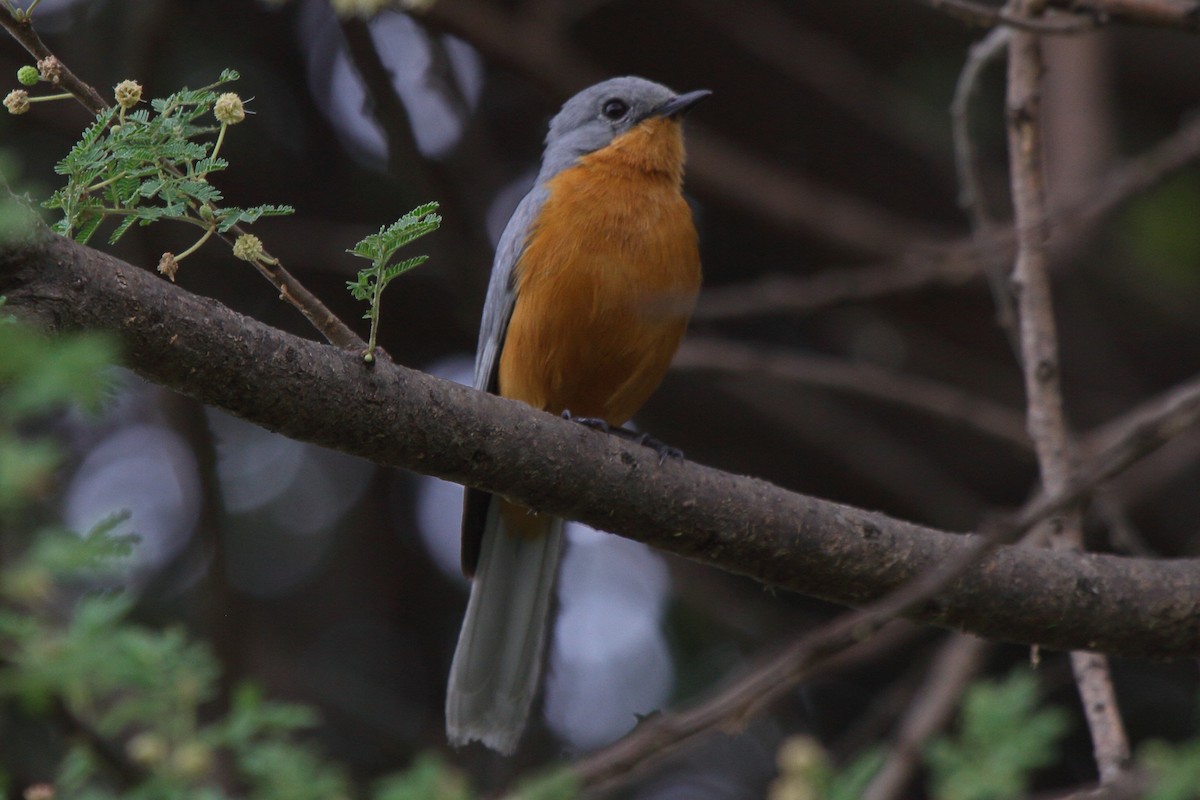 Silverbird - ML644126995