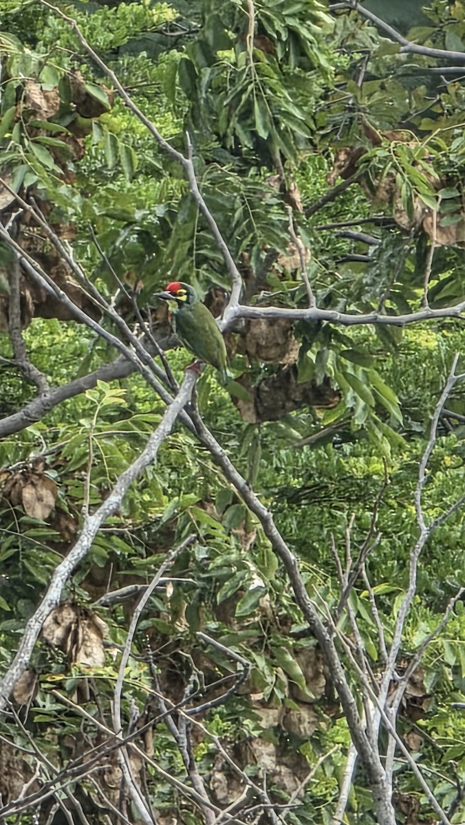 Coppersmith Barbet - ML644126996