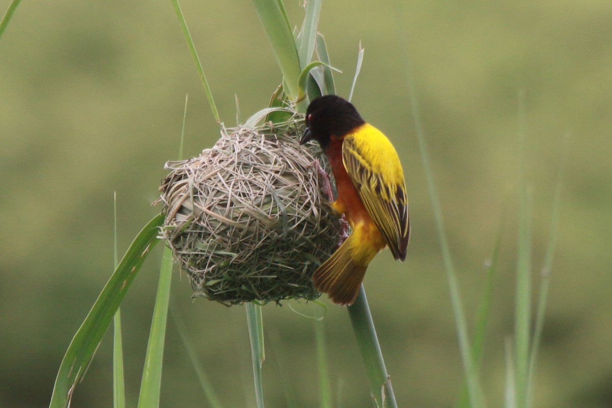 Tisserin à dos d'or - ML644127001