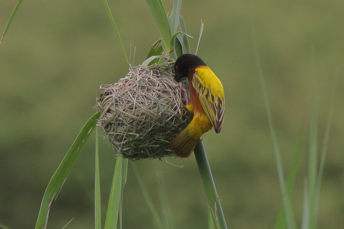 Tisserin à dos d'or - ML644127002