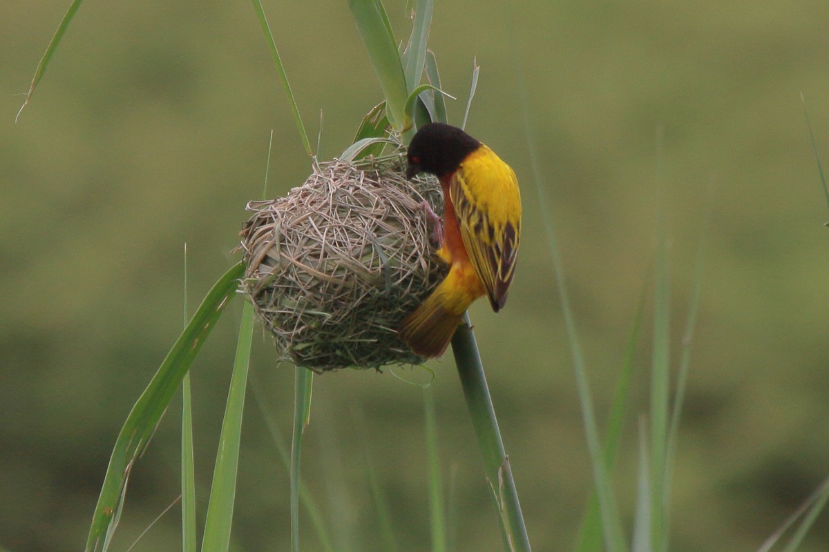Tisserin à dos d'or - ML644127003