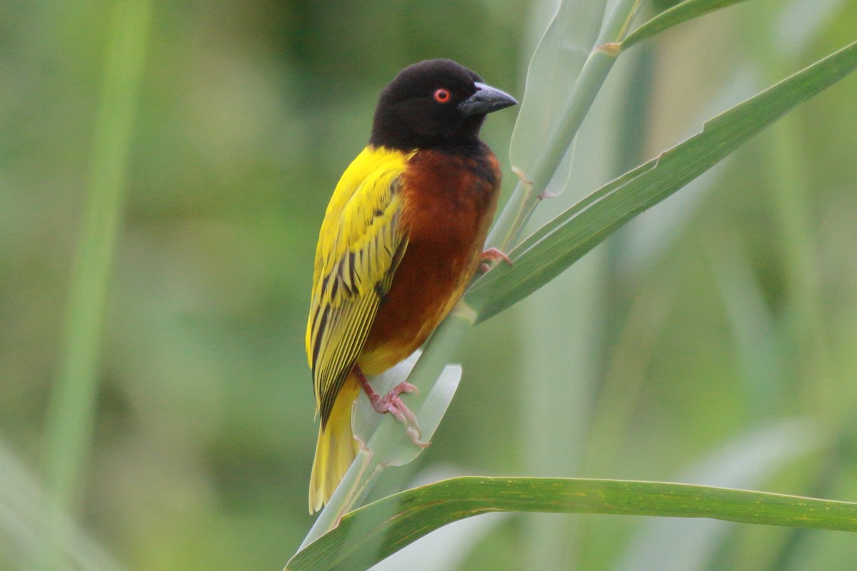 Tisserin à dos d'or - ML644127009