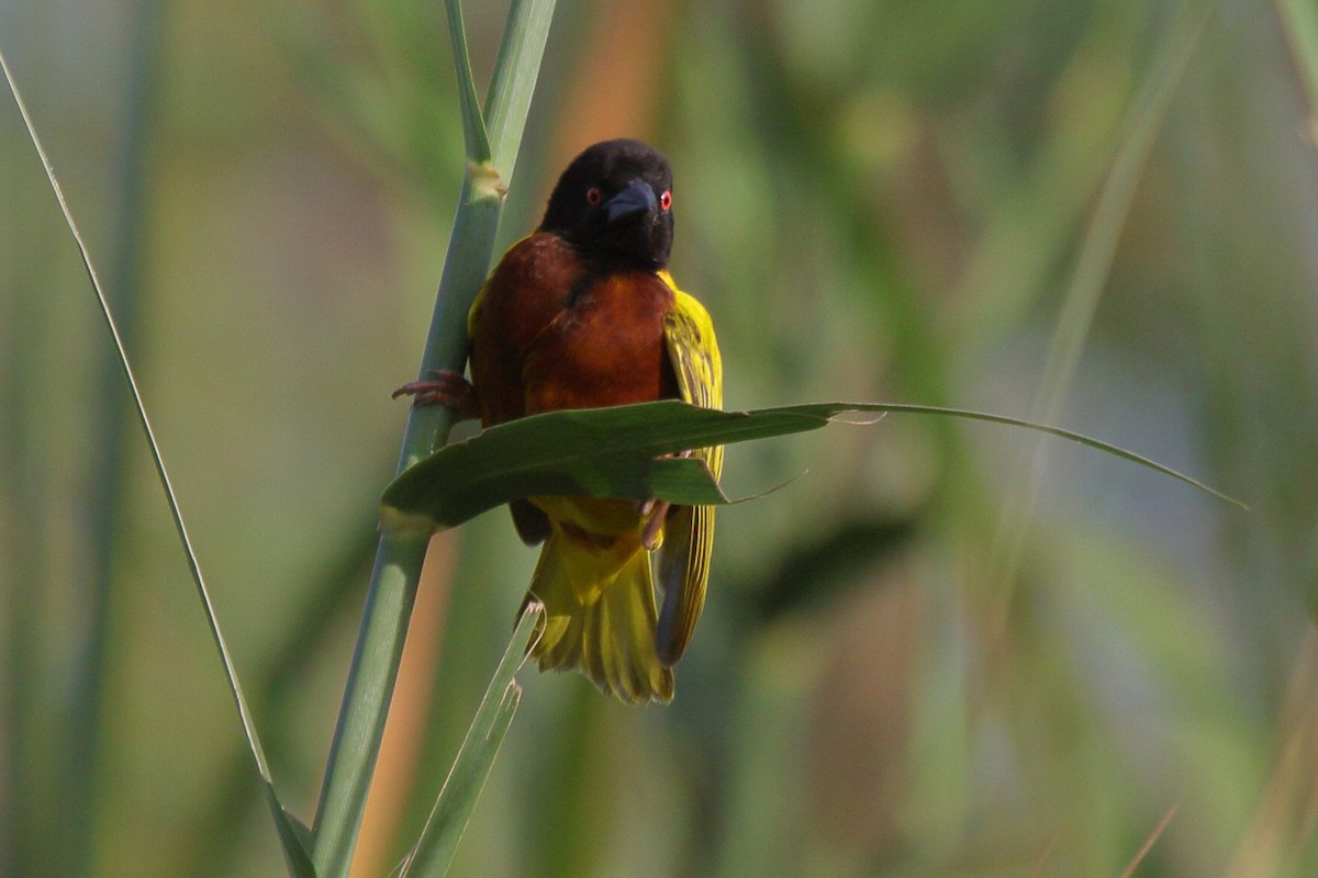 Tisserin à dos d'or - ML644127010