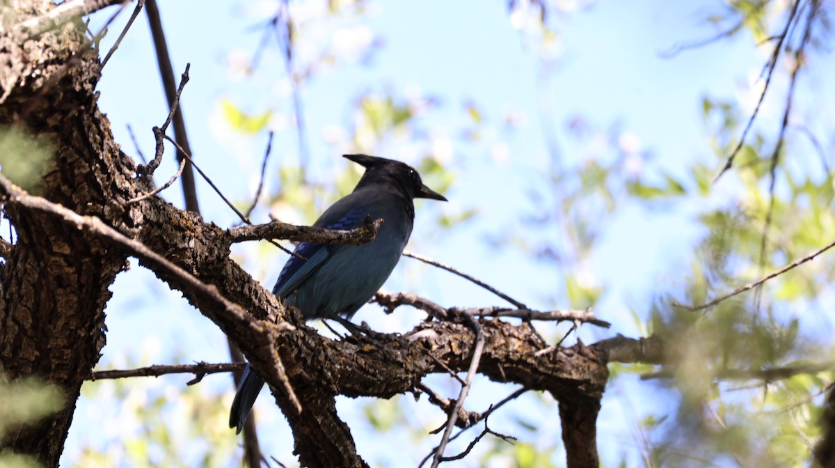 Steller's Jay - ML644127011