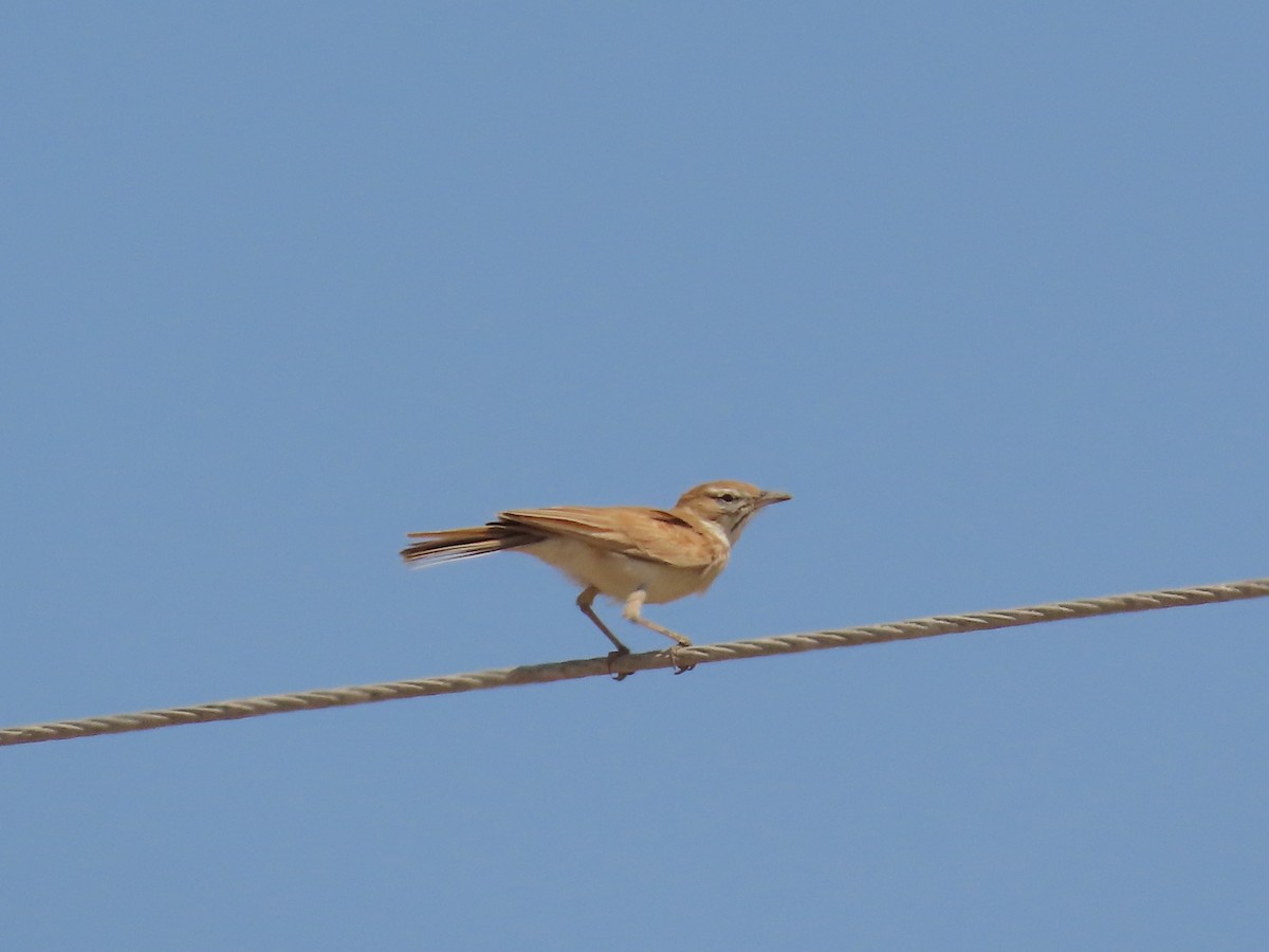 Алондра іржаста - ML644127014