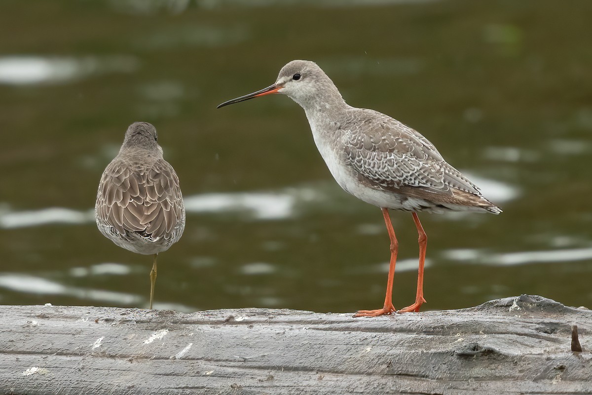 Spotted Redshank - ML644127015