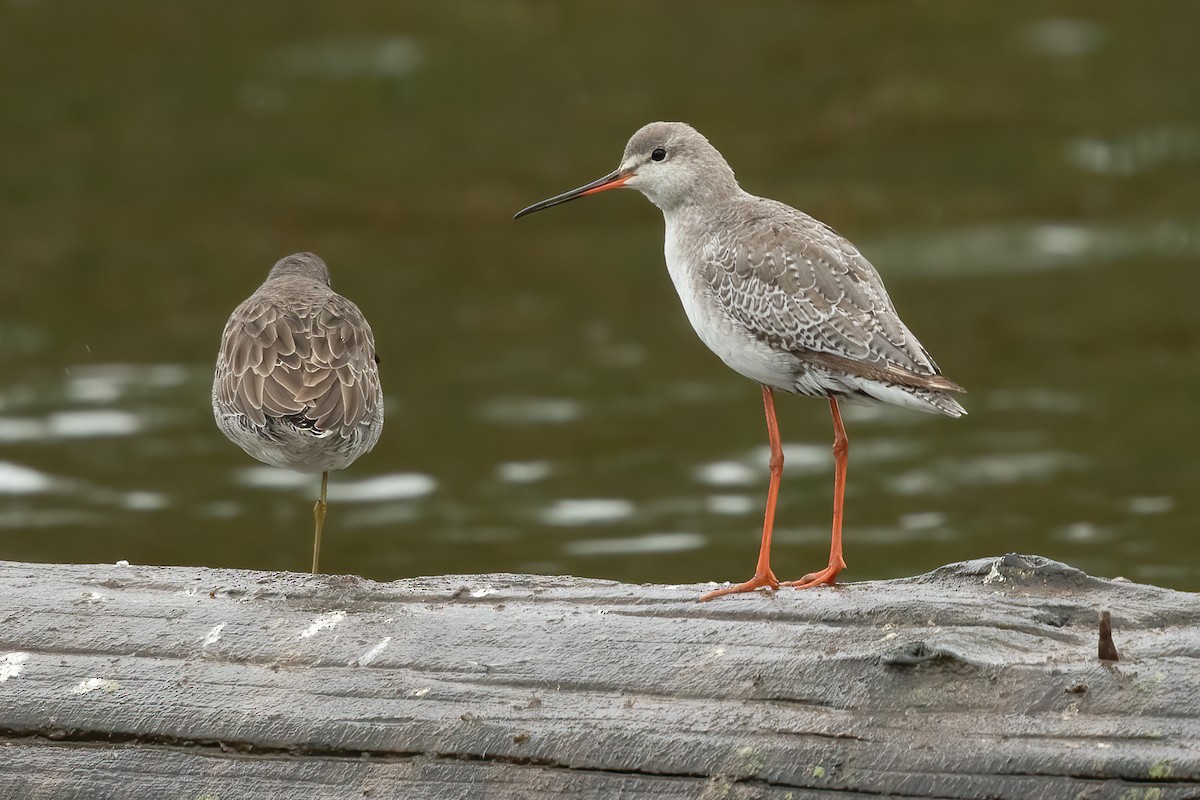 Spotted Redshank - ML644127016