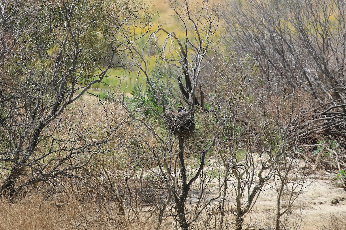 leppeand - ML644127018