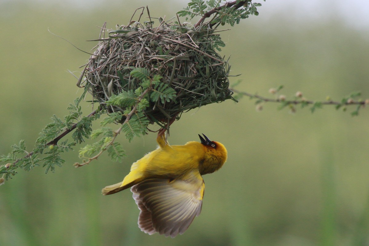 Northern Brown-throated Weaver - ML644127019