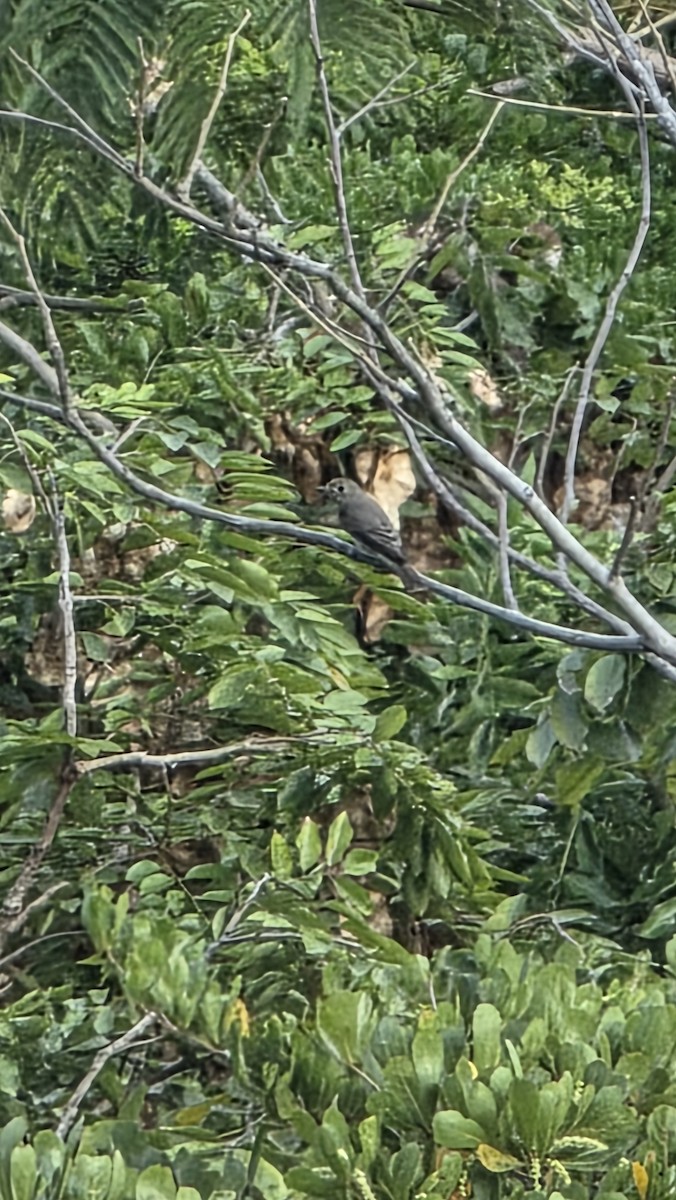 lejsek asijský - ML644127029