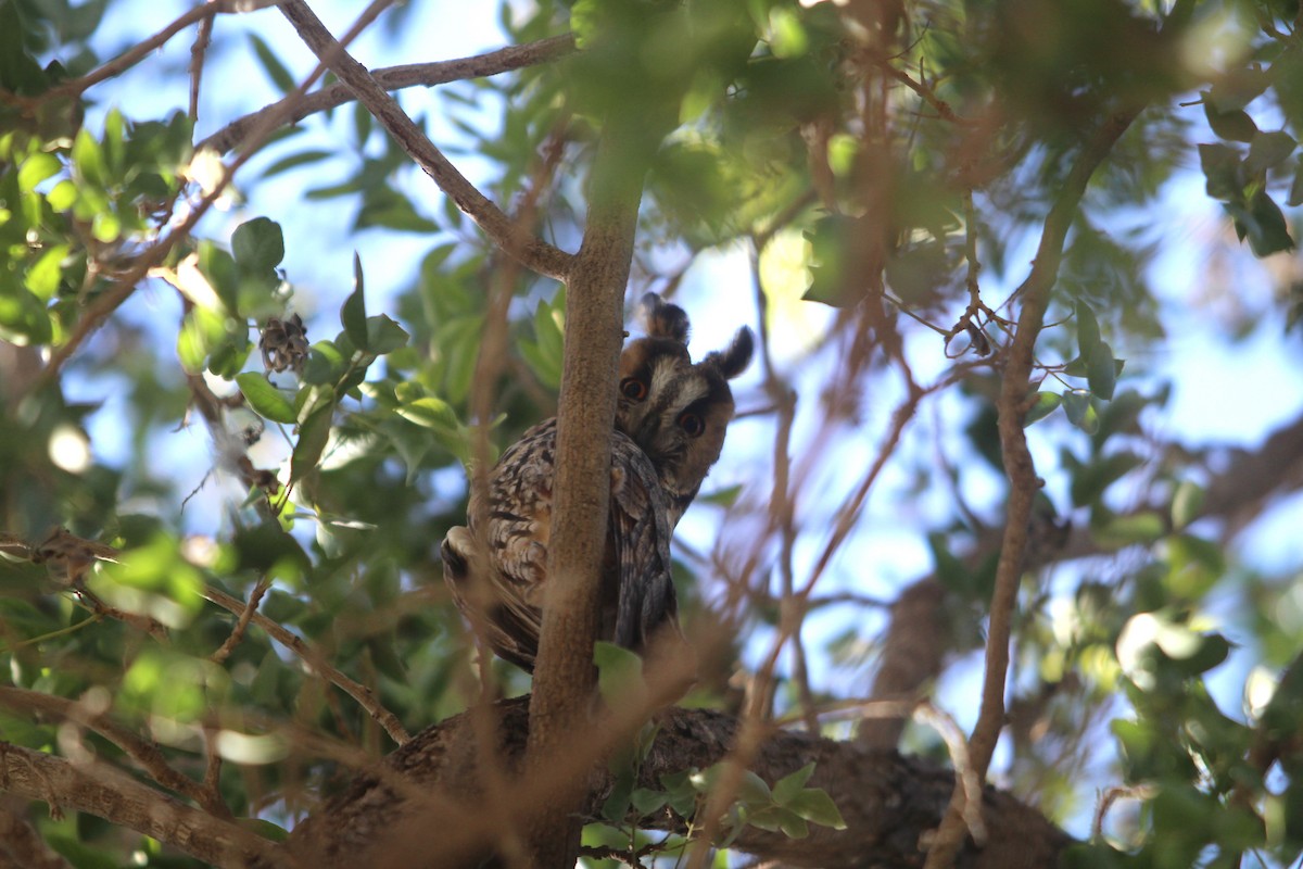 Long-eared Owl - ML644127034