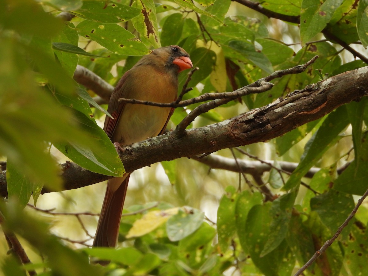 Northern Cardinal - ML644127059