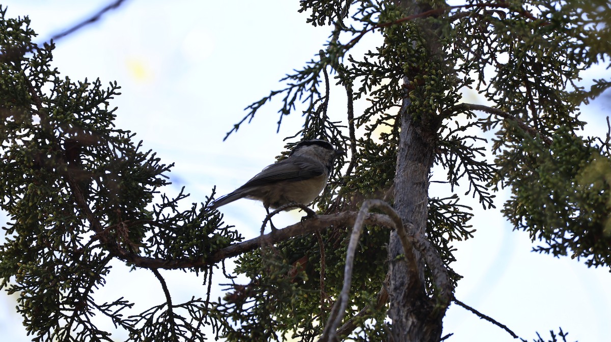 Mountain Chickadee - ML644127065