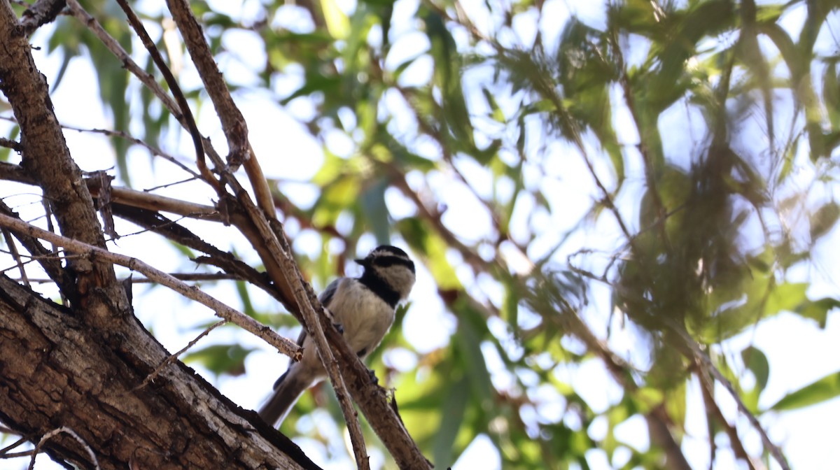 Mountain Chickadee - ML644127066