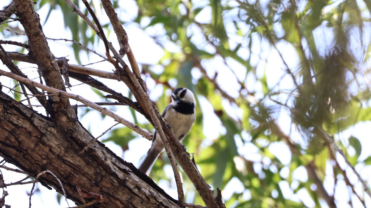 Mountain Chickadee - ML644127067
