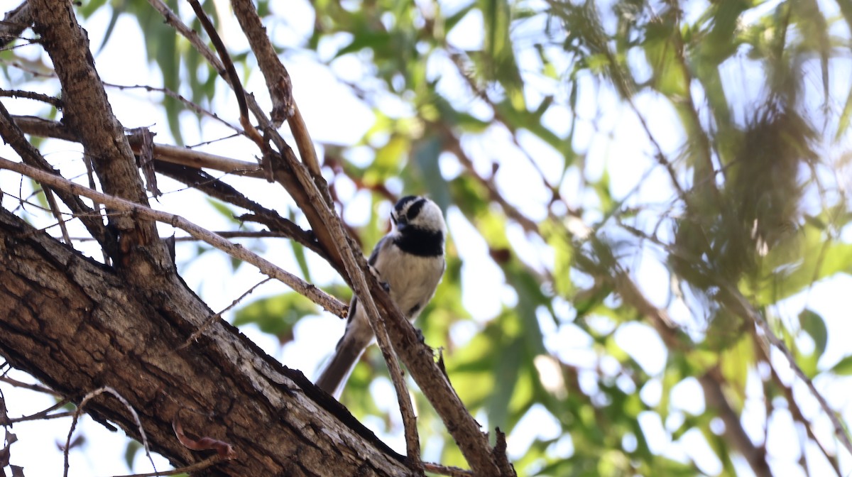 Mountain Chickadee - ML644127068