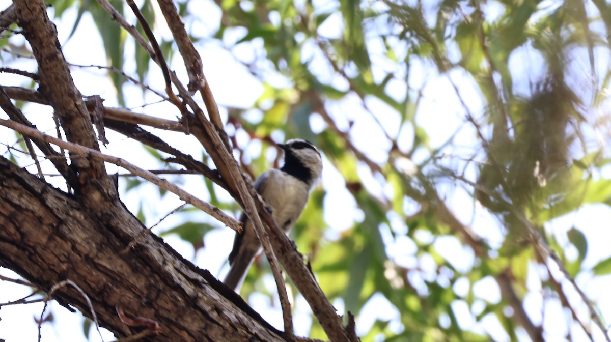 Mountain Chickadee - ML644127069
