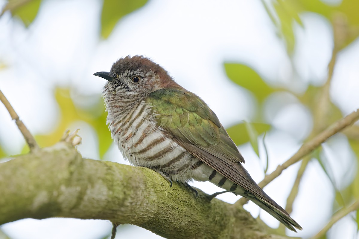 ヨコジマテリカッコウ - ML644127070