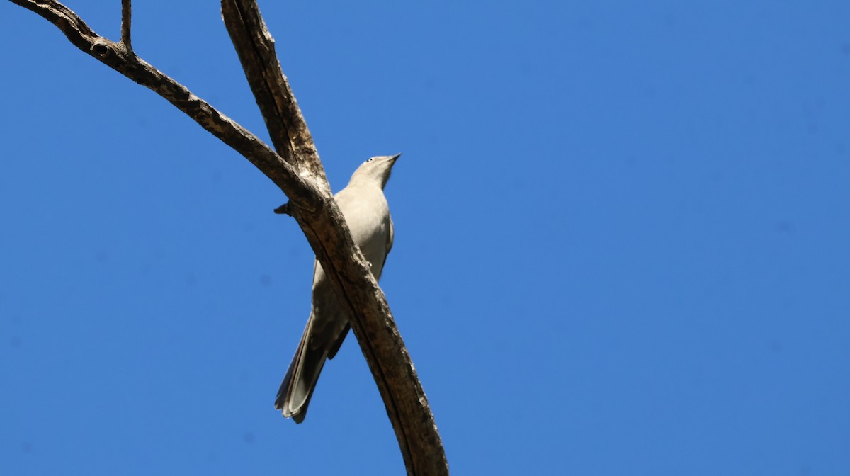 Townsend's Solitaire - ML644127082