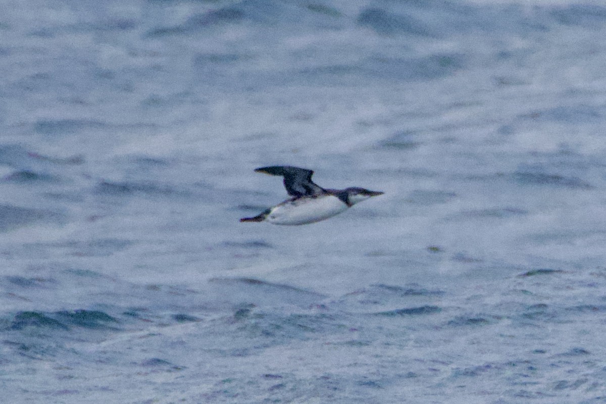 Common Murre - ML644127086