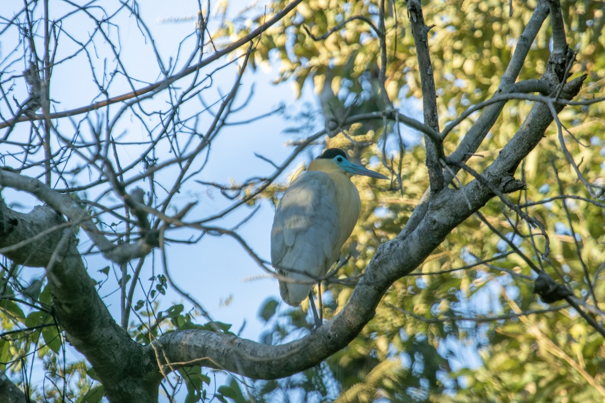 Capped Heron - ML644127096