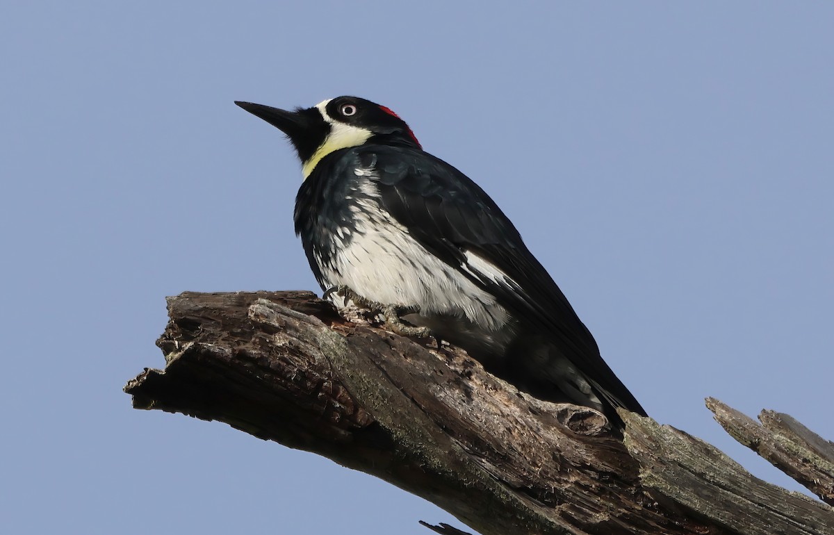 Acorn Woodpecker - ML644127097