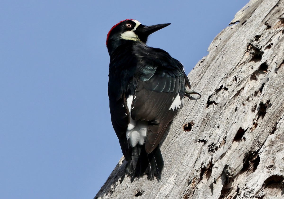 Acorn Woodpecker - ML644127103
