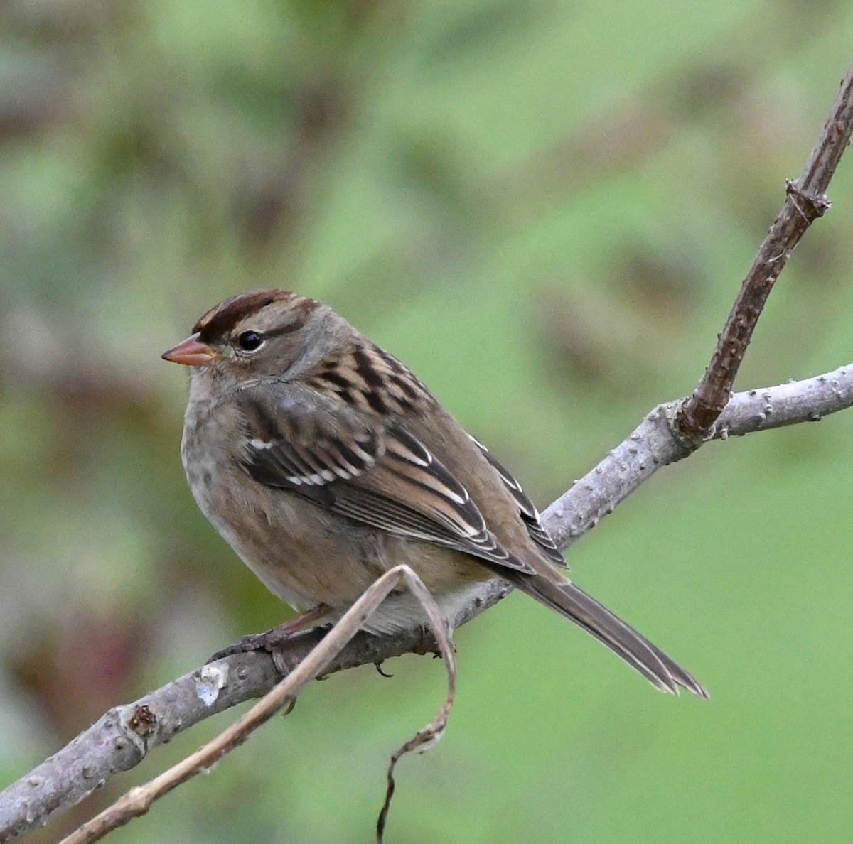 White-crowned Sparrow - ML644127104