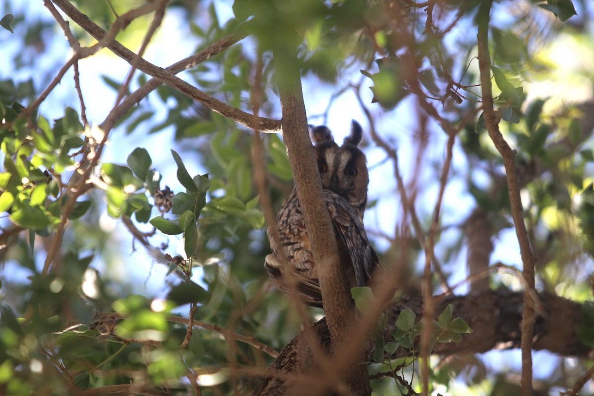 Long-eared Owl - ML644127105