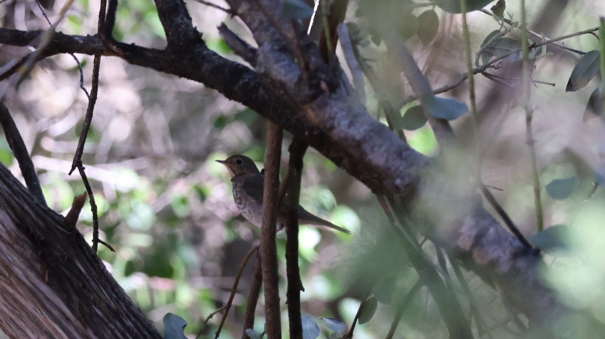 Hermit Thrush - ML644127108