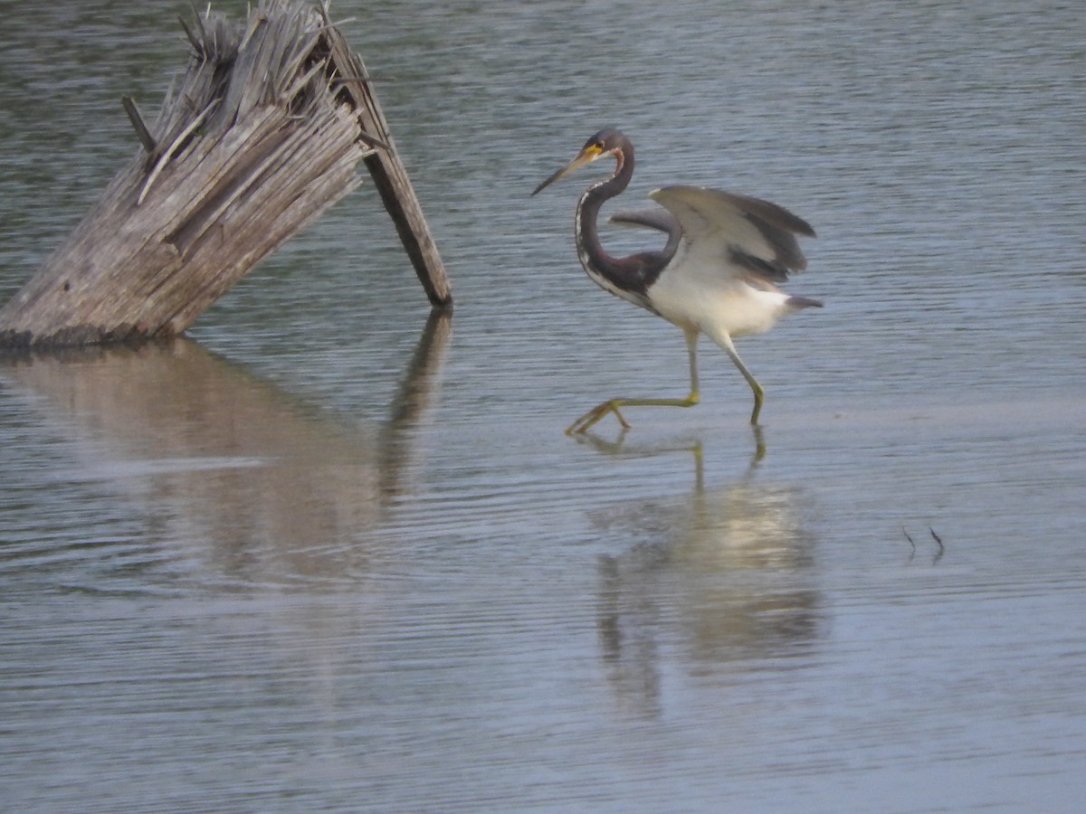 Tricolored Heron - Scott Gibson