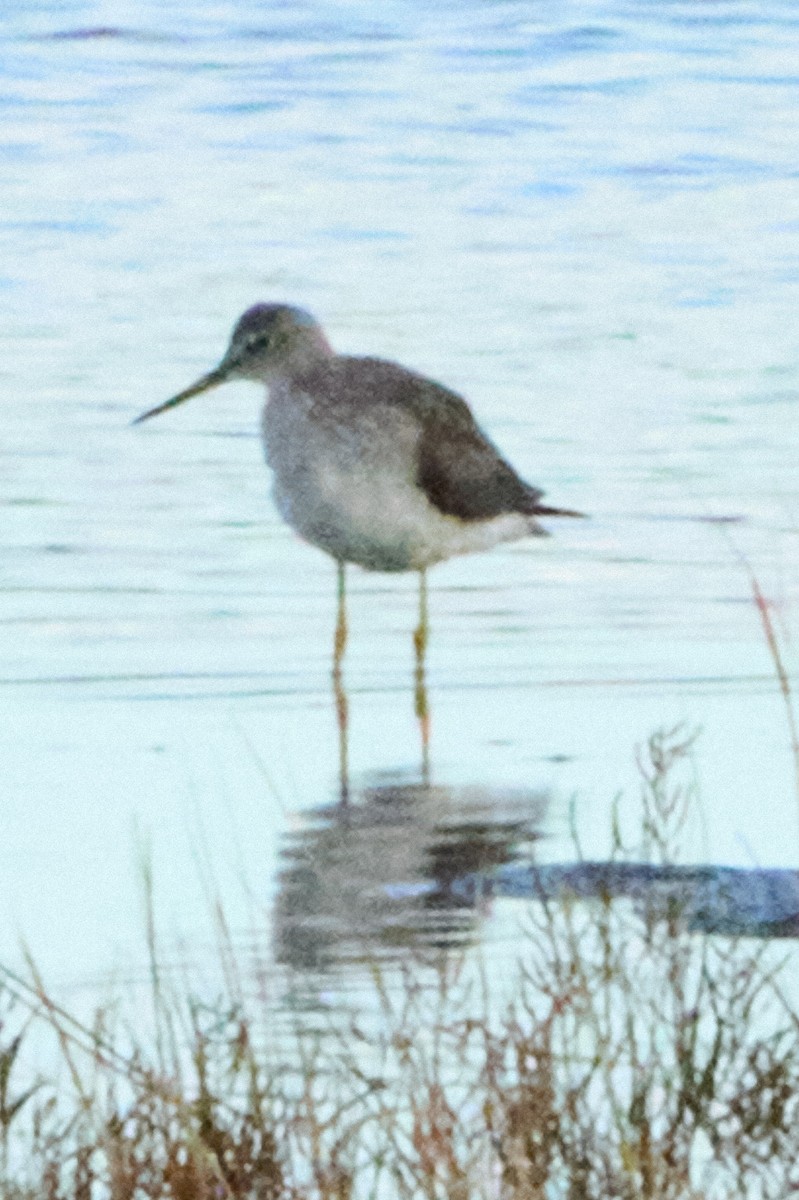Greater Yellowlegs - ML644127114