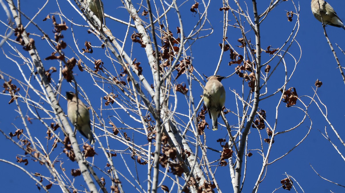 Cedar Waxwing - ML644127115