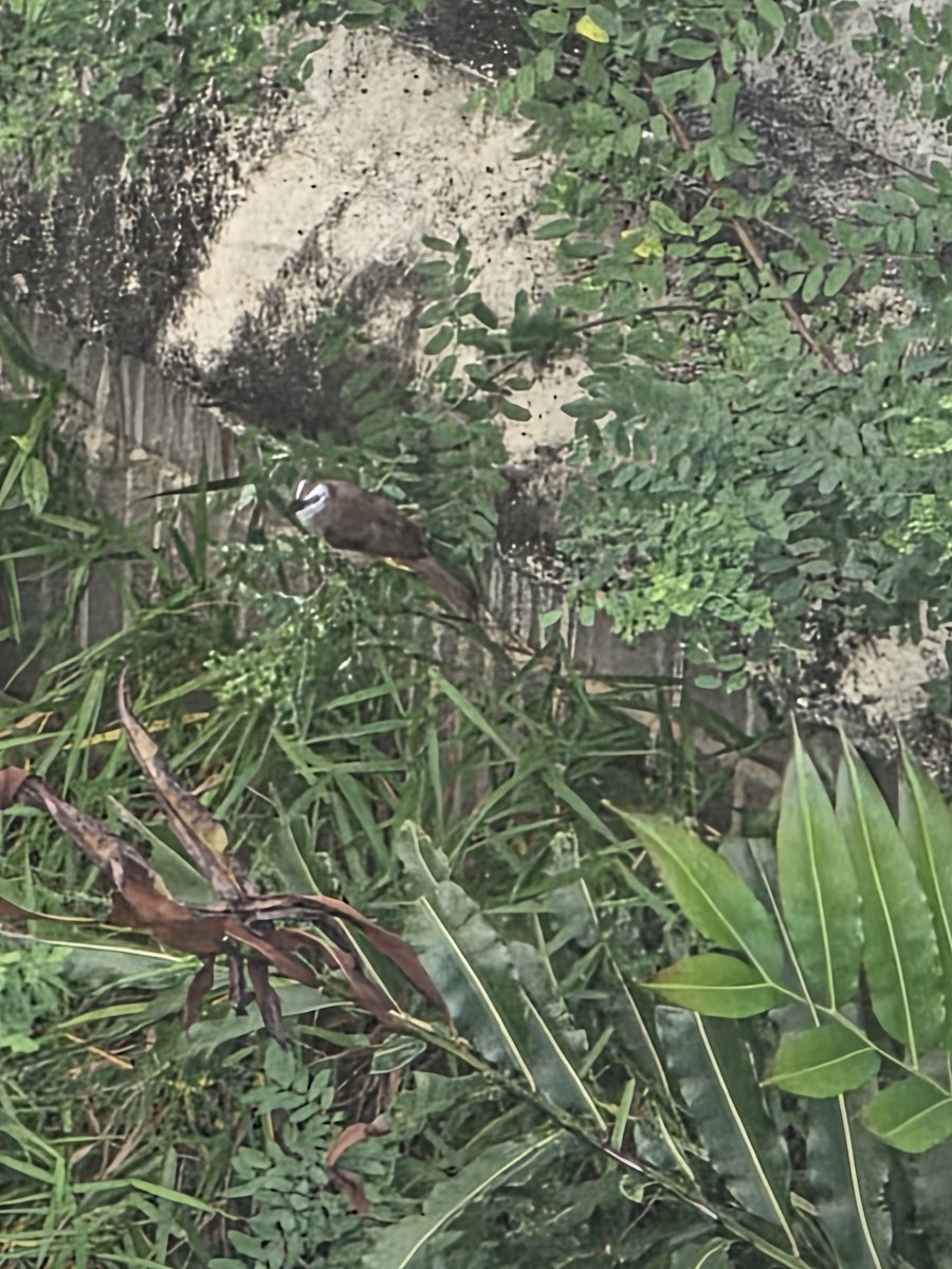 Yellow-vented Bulbul - ML644127117