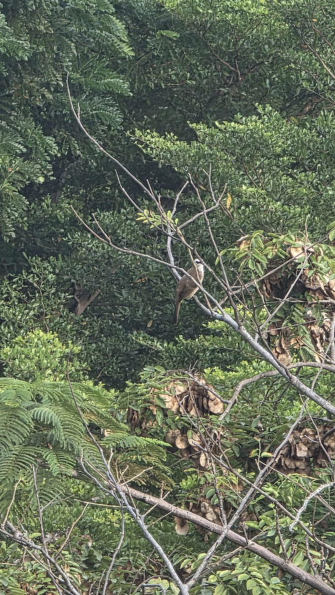 Yellow-vented Bulbul - ML644127118