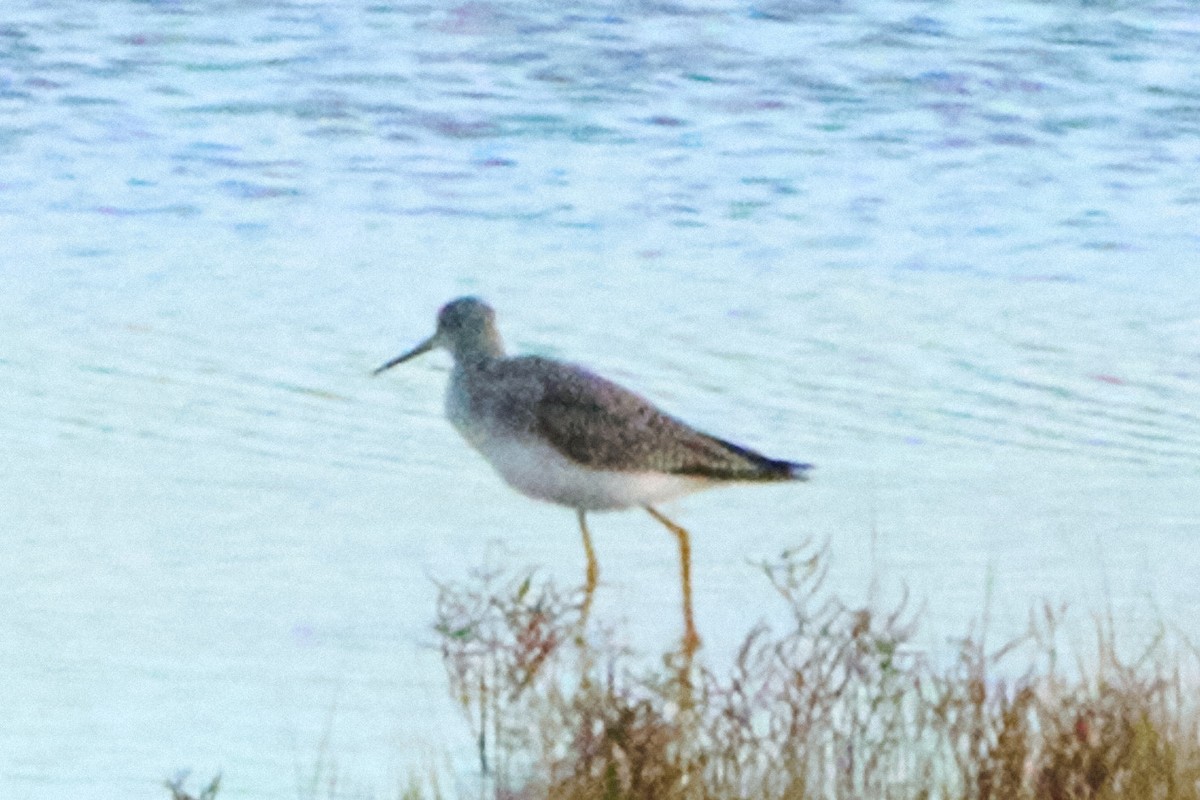 Greater Yellowlegs - ML644127119