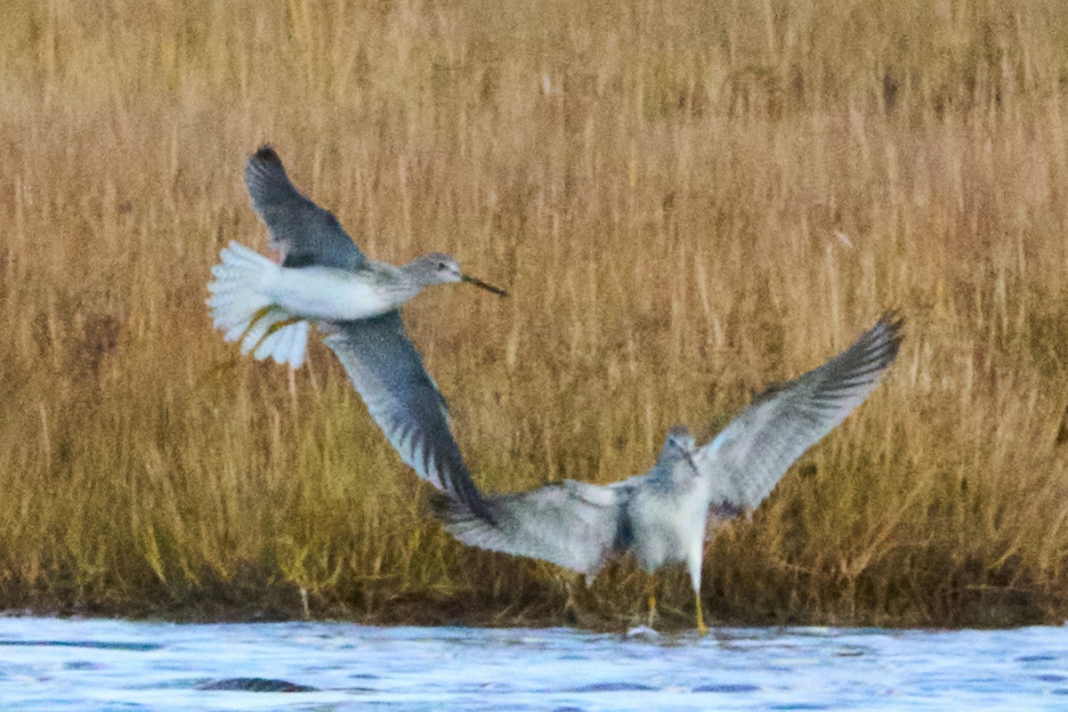 Greater Yellowlegs - ML644127121